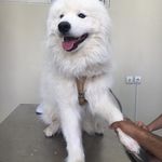 کلینیک دامپزشکی و پت‌شاپ اکسینپت اصفهان