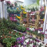 گلسرای نسترن