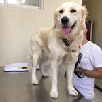 کلینیک دامپزشکی و پت‌شاپ اکسینپت اصفهان