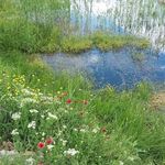 روستای چهل گز