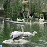 پارک تفریحی ناژوان