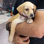 پت شاپ پارسه