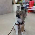 پت شاپ پارسه