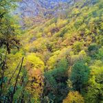 روستای سیاه بیشه