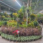 شیراز گل شرقی