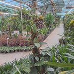 شیراز گل شرقی