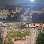 شیراز گل شرقی