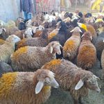 مجموعه عرضه دام و مرغ خروس دشتی