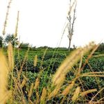 روستای سورخانی