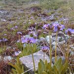 روستای خشگناب