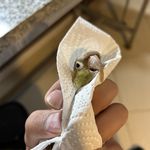 کلینیک پرندگان و جوندگان کوکو