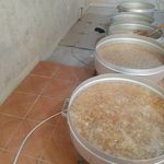پیازداغ خانگی