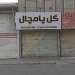 گل پامچال