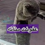 کلینیک دامپزشکی دوست خوب