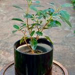 بازار گل لشگری
