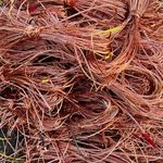 آقای ضایعات