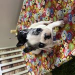 پت شاپ فراز (عظیمیه)