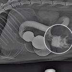 بیمارستان دامپزشکی هلسی پت