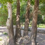 بوستان پلیس