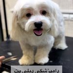 کلینیک دامپزشکی دیلی پت