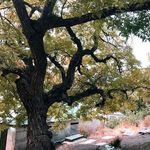 روستای اورازان