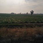 سبزی فروشی