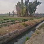 سبزی فروشی