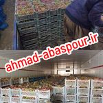 مرکز خرید فروش انگور،کشمش صادراتی کاشمر