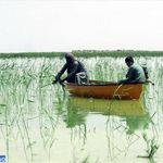 دریاچه هامون