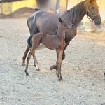 باشگاه سوارکاری وکافه مهتاب