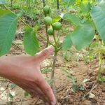 نهال فروشی مرندی