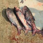 بازار بزرگ ماهی فروشان ساری
