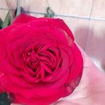 گل فروشی کاروان گل
