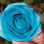گل فروشی کاروان گل