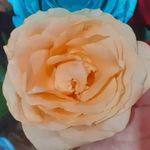 گل فروشی کاروان گل