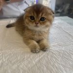 کلینیک دامپزشکی تخصصی نیک پلاس