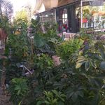 گل فروشی آندیا (شعبه دو)