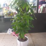 گل فروشی آندیا (شعبه دو)