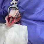 کلینیک دامپزشکی دکتر نیک پنجه