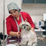 آرایشگاه حیوانات خانگی پنجه