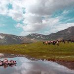 دریاچه قو جواهرده