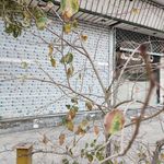 داروخانه ایرانشاهی