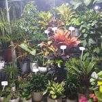 گل فروشی آندیا (شعبه دو)