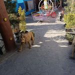 چایخانه و باغ رستوران شب های آرام