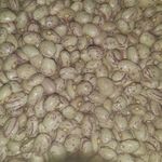 حبوبات خوشه طلا