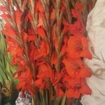 گلفروشی پردیس