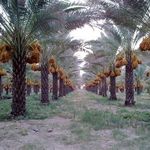 پخش خرما نجوان