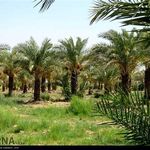 پخش خرما نجوان