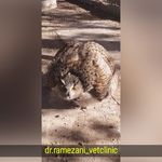 کلینیک پرندگان شیراز