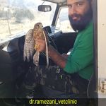 کلینیک پرندگان شیراز